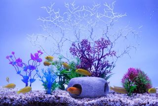 No. 2 - Fishdance Aquarium Plants - 3