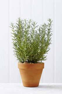 No. 7 - Gaea's Blessing Seeds - Rosemary Seeds - 3