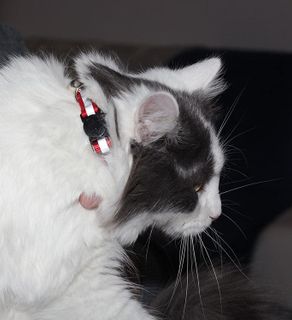 No. 1 - Bemix Pets Cat Collar Charms - 5