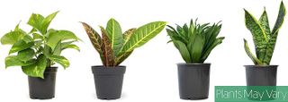 No. 8 - Essential Houseplant Collection - 3