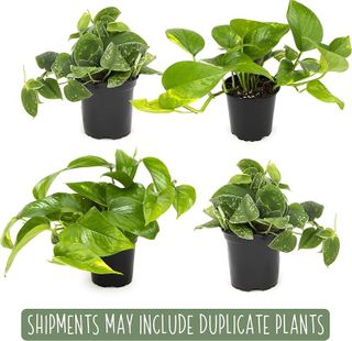 No. 10 - Live Pothos Plants (4PK) - 3