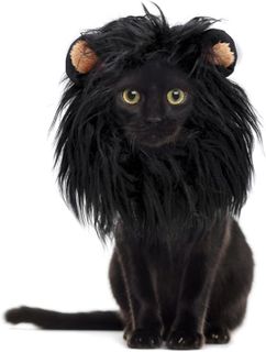 10 Best Pet Costumes for Cats and Dogs- 1