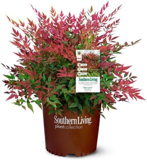 No. 4 - Southern Living Obsession Nandina - 1