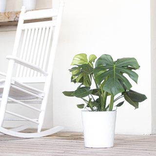 No. 3 - U UNITED NURSERY Monstera Deliciosa Plant - 4