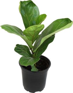 No. 9 - Ficus Lyrata Fiddle Leaf Fig Plant - 3