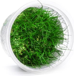 No. 8 - SubstrateSource Dwarf Hairgrass - 3