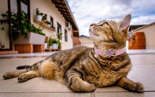 No. 5 - WDPAWS Cat Collar - 5