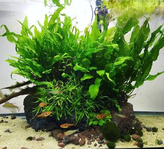 No. 1 - SubstrateSource Java Fern Live Aquarium Plants - 5