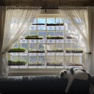 No. 5 - Window Garden Shelf - 2