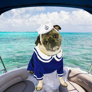 No. 1 - NAMSAN Dog Sailor Hat and Tie Costume - 5