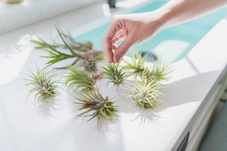 No. 8 - Air Plant Shop 12-Pack Assorted Air Plants - 5