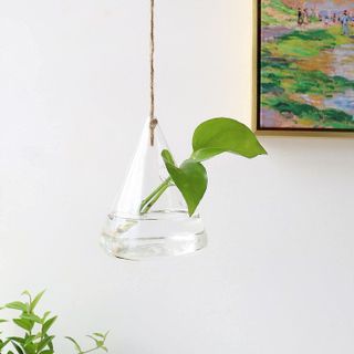 No. 6 - Ivolador Terrarium Container - 5