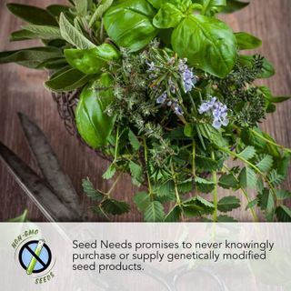 No. 8 - Seed Needs Dandelion Herb Seeds - 4