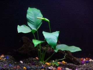 No. 6 - Live Aquarium Plants - 2