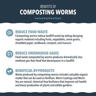 No. 9 - Worm Nerd Composting Worms - 3