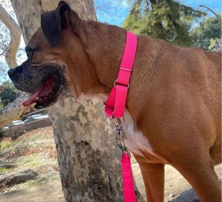 No. 10 - Hot Pink Martingale Heavy Duty Nylon Dog Collar - 3