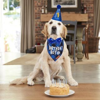 No. 7 - ADOGGYGO Dog Birthday Party Supplies - 2