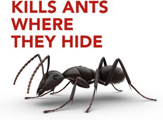 No. 10 - Raid Ant Baits & Lures - 2