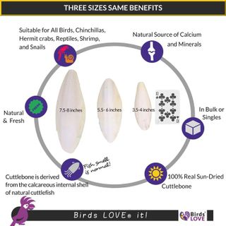 No. 1 - Birds LOVE Natural Cuttlebone - 4