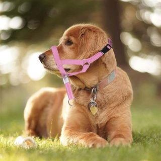 No. 9 - OHVEECA Dog Head Collar - 5