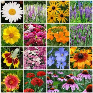 No. 6 - Eden Brothers All Perennial Wildflower Mixed Seeds - 1