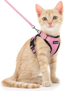 Top 10 Cat Harnesses for Safe and Enjoyable Outdoor Walks- 5