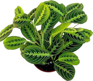 No. 4 - Lemon Lime Prayer Plant - 1