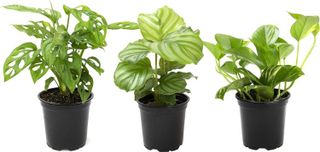 No. 1 - Essential Houseplant Collection (3PK) Live Plants - 1