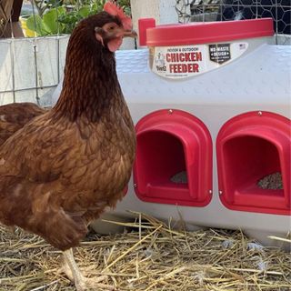 No. 8 - OverEZ Chicken Coop Feeder - 3