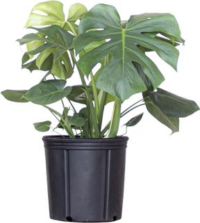 No. 3 - U UNITED NURSERY Monstera Deliciosa Plant - 1