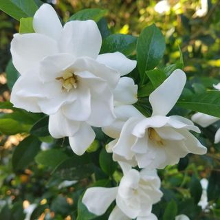 No. 2 - Jubilation Gardenia Shrub - 2