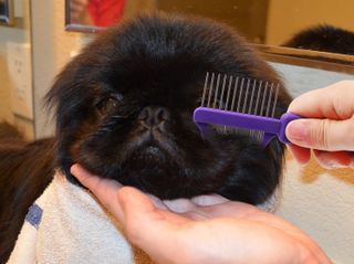 No. 10 - Hertzko Double-Sided Comb Hair Brush & Dog/Cat Grooming Kit - 5