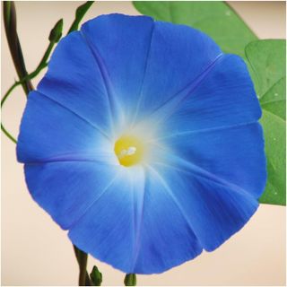 No. 3 - Heavenly Blue Morning Glory Seeds - 3