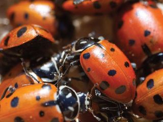 No. 4 - Nature's Good Guys Live Ladybugs - 2