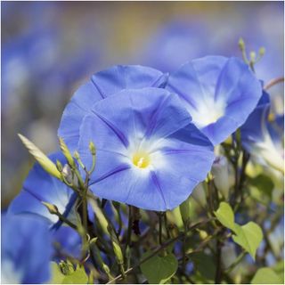 No. 3 - Heavenly Blue Morning Glory Seeds - 4