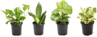 No. 8 - Essential Houseplant Collection - 1