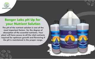 No. 9 - Banger Labs Premium pH Up Solution - 2
