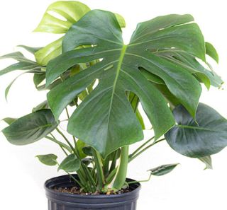 No. 3 - U UNITED NURSERY Monstera Deliciosa Plant - 2