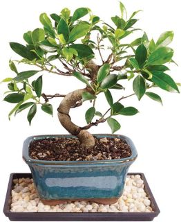 No. 8 - Brussel's Live Golden Gate Ficus Indoor Bonsai Tree - 1