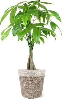 No. 10 - DALIYREPAL Money Tree Plant - 1