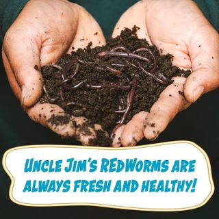 No. 5 - Uncle Jim's Worm Farm Red Wiggler Live Composting Worms Mix - 4