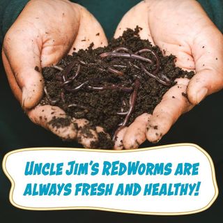 No. 3 - Composting Worms - 4