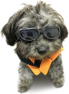 No. 2 - Enjoying Dog Sunglasses - 1