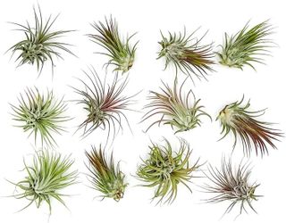 No. 10 - ragnaroc Air Plants - Tillandsia Ionantha Pack - 2