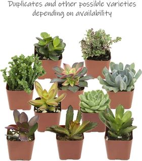 No. 6 - Altman Plants Live Succulent Plants - 5