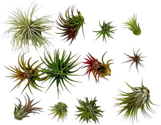 No. 10 - ragnaroc Air Plants - Tillandsia Ionantha Pack - 3