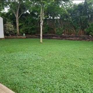 No. 2 - Outsidepride Perennial White Miniclover® Lawn Clover & Ground Cover Seeds - 4