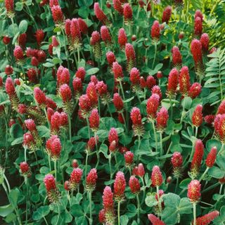 No. 4 - Outsidepride Crimson Clover Legume Seed - 4