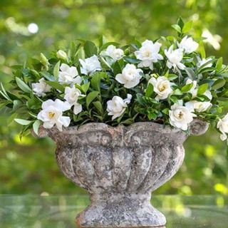 No. 2 - Jubilation Gardenia Shrub - 3