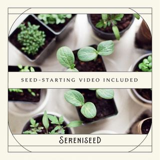 No. 1 - Sereniseed Organic Herb Seeds - 3